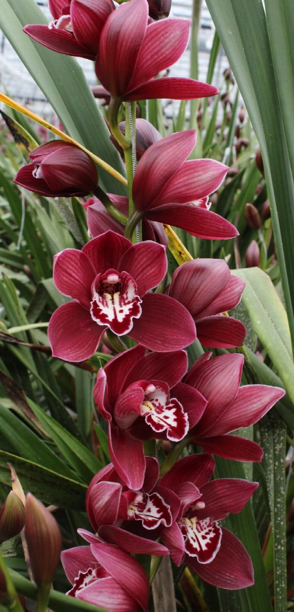 Cymbidium large flowered MERLOT