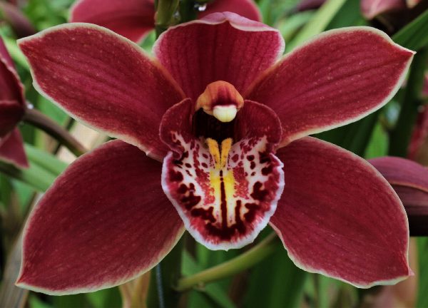 Cymbidium large flowered GRAND CANYON, foto 4