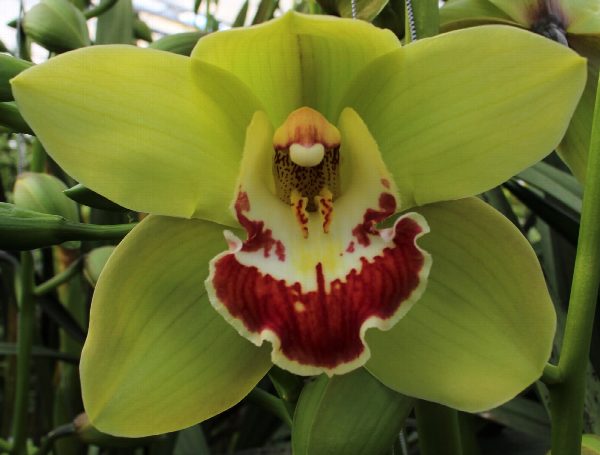 Cymbidium large flowered Fiona, foto 4