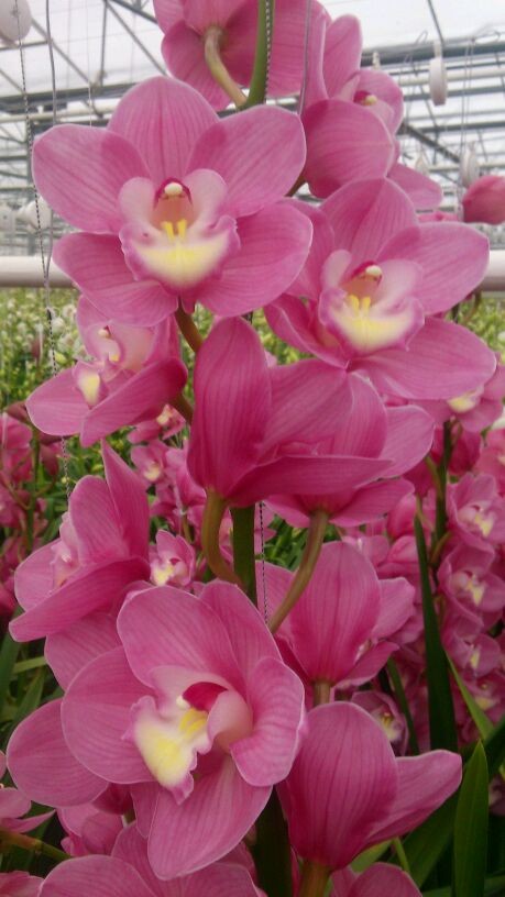 Cymbidium large flowered MARITA, foto 4