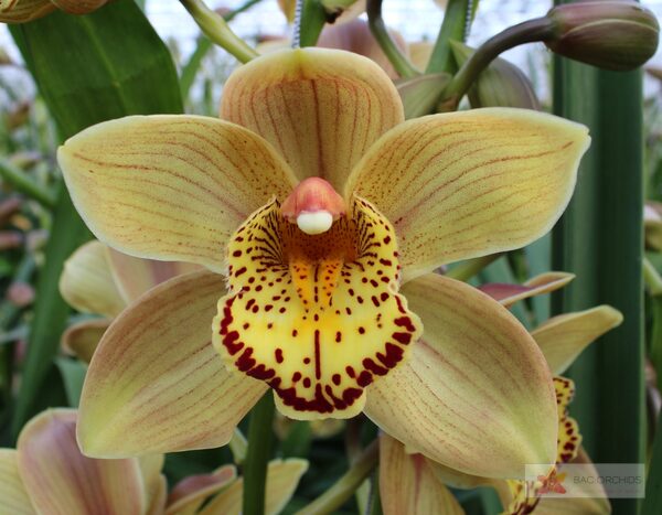 Cymbidium large flowered CHESTNUT KATE, photo 4
