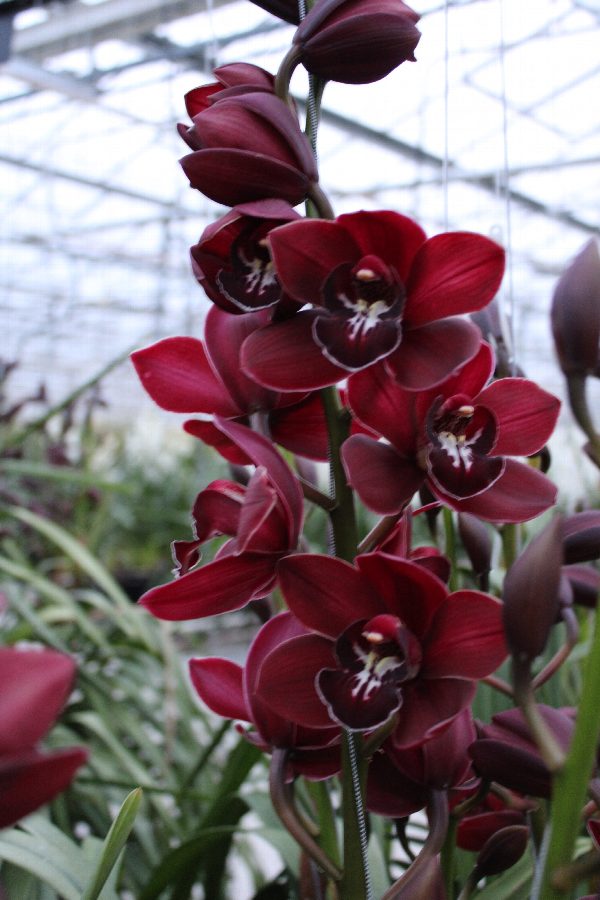Cymbidium large flowered Cymb T Shirah