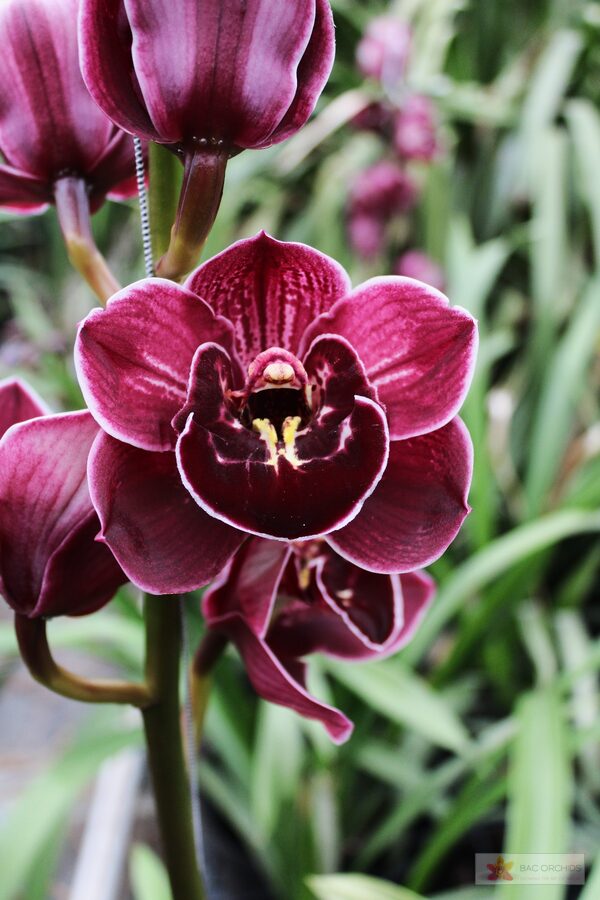 Cymbidium large flowered ETERNAL PURPLE, foto 2