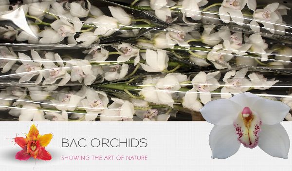 Cymbidium large flowered NATALE BIANCO