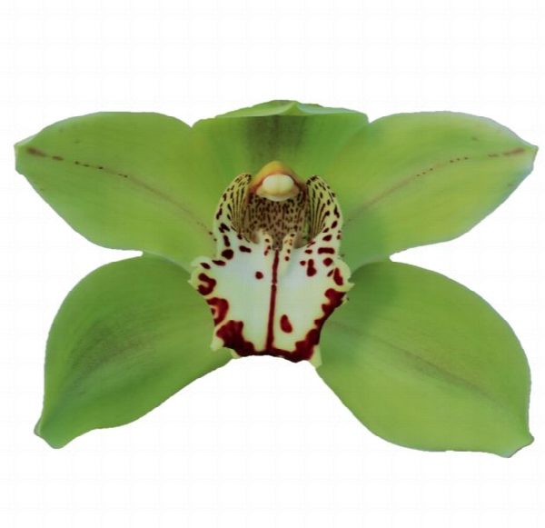 Cymbidium large flowered BONYONI, foto 4