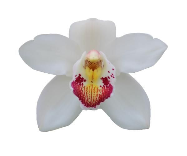Cymbidium large flowered MARILYN MONROE, photo 4