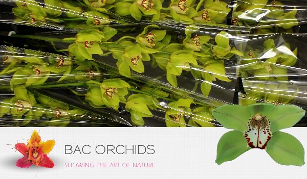 Cymbidium large flowered BONYONI, foto 2