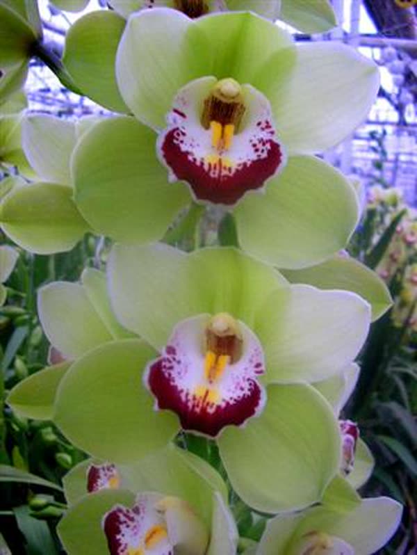 Cymbidium large flowered LIMONES, foto 3
