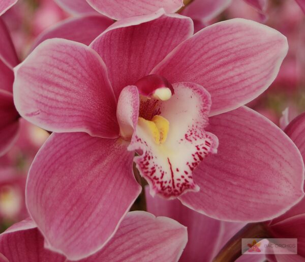 Cymbidium large flowered BRAEMAR, foto 5