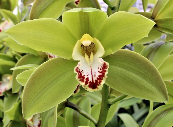 Cymbidium large flowered GREEN GIANT, photo 5