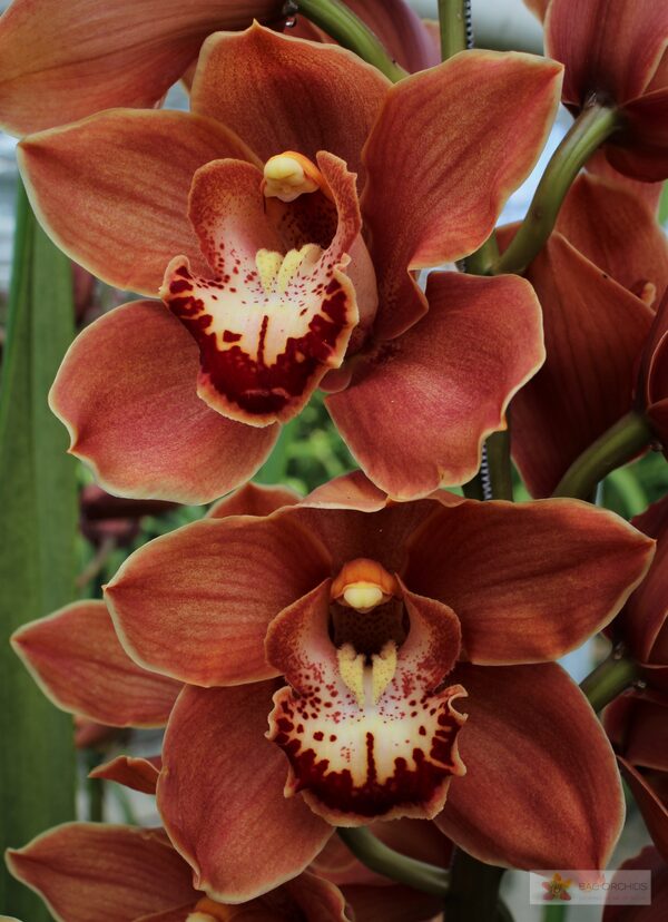 Cymbidium large flowered BRITNEY, photo 3