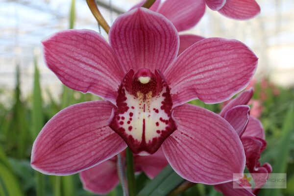 Cymbidium large flowered RED DREAM, фото 5