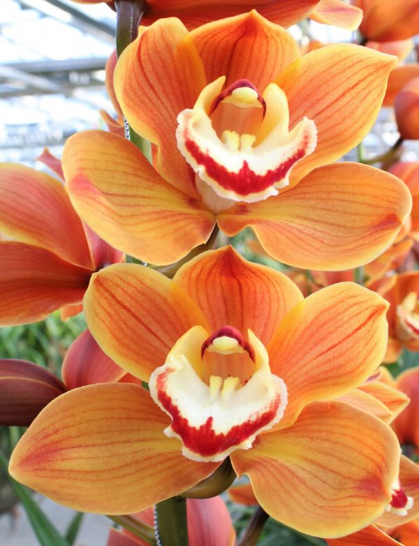 Cymbidium large flowered AMALIA
