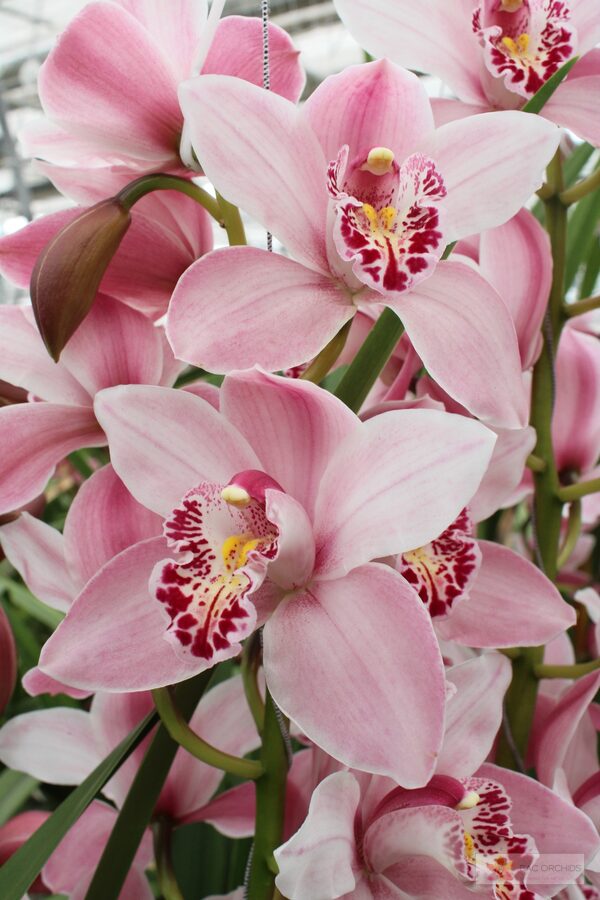 Cymbidium large flowered CINDY, photo 5