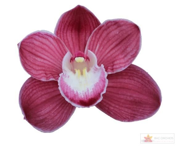 Cymbidium large flowered PINK PHANTER