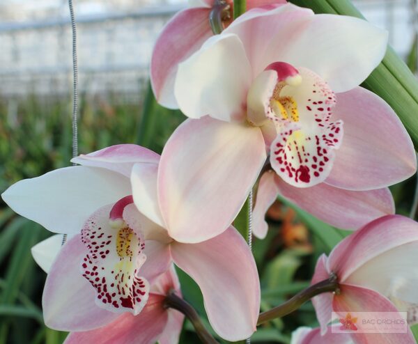 Cymbidium large flowered SUMMER MAGIC PINK, foto 4