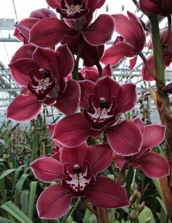 Cymbidium large flowered FERR-ARI, foto 5