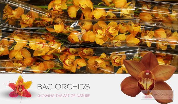 Cymbidium large flowered ARANCIA, фото 4