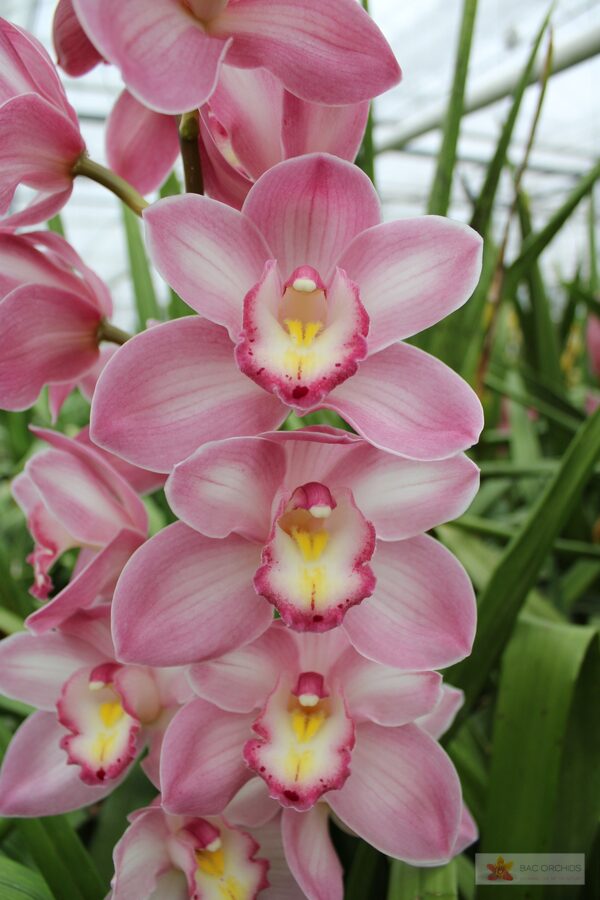 Cymbidium large flowered AQUARELLA, foto 3