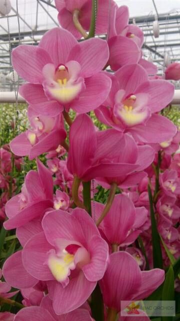 Cymbidium large flowered MARITA, foto 3