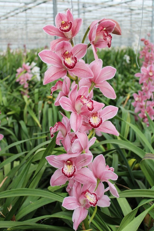 Cymbidium large flowered POWER, foto 3
