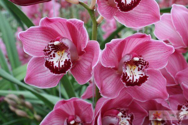 Cymbidium large flowered FANTACY, photo 2