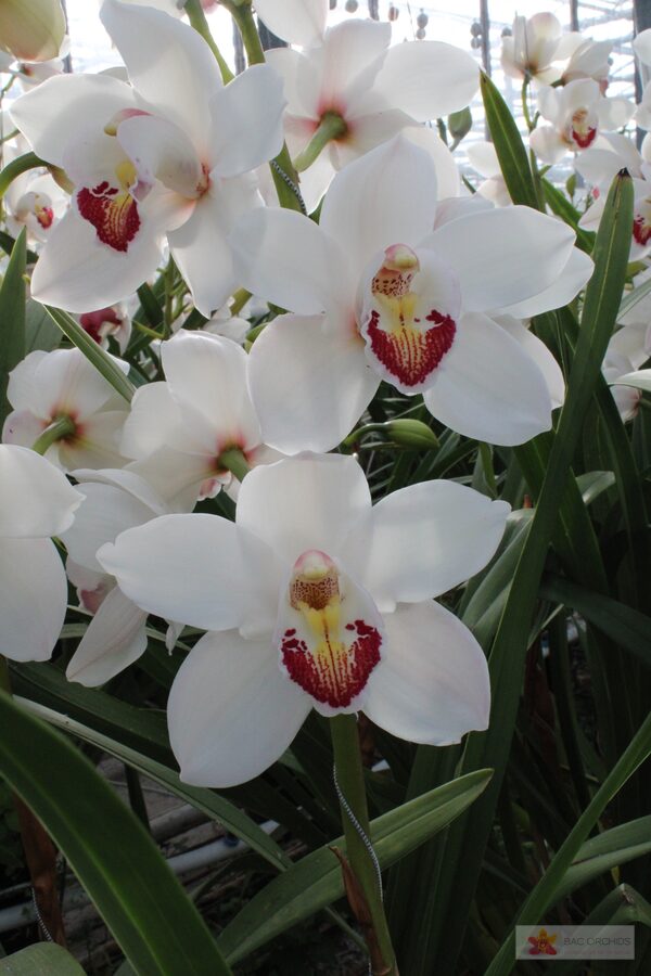 Cymbidium large flowered MARILYN MONROE, photo 4