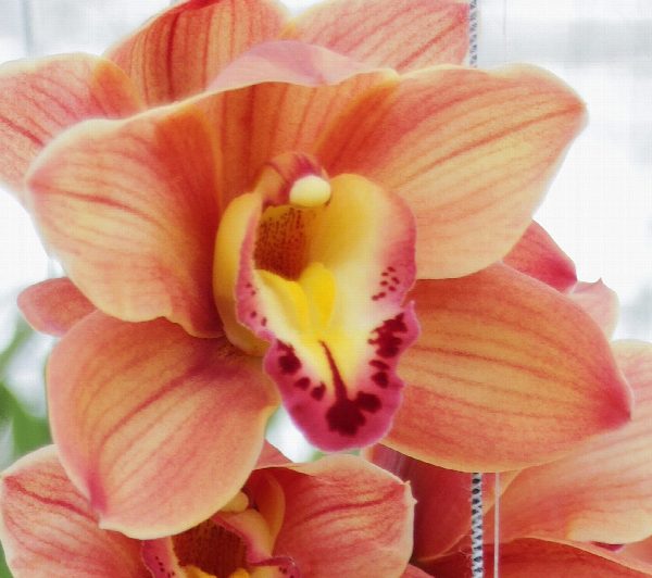Cymbidium large flowered TREASURE, фото 4