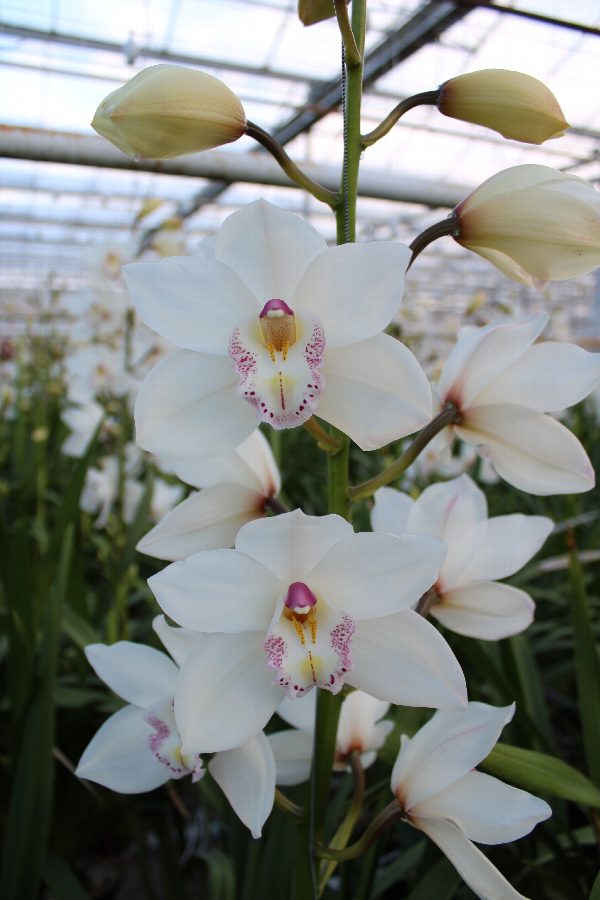 Cymbidium large flowered HMS WHITE SENSATION, foto 5