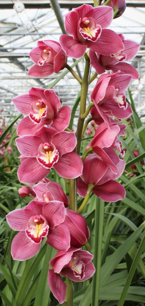 Cymbidium large flowered HMS ROSANN, photo 4