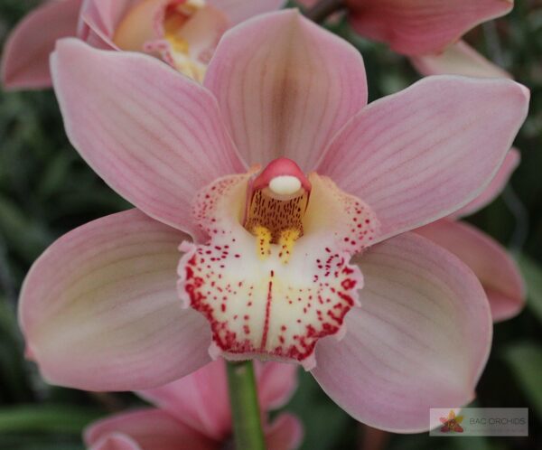 Cymbidium large flowered REYNELLA, foto 4