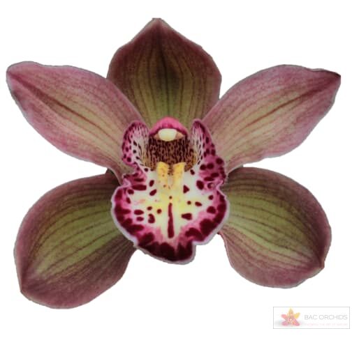 Cymbidium large flowered DARK SAPPHIRE