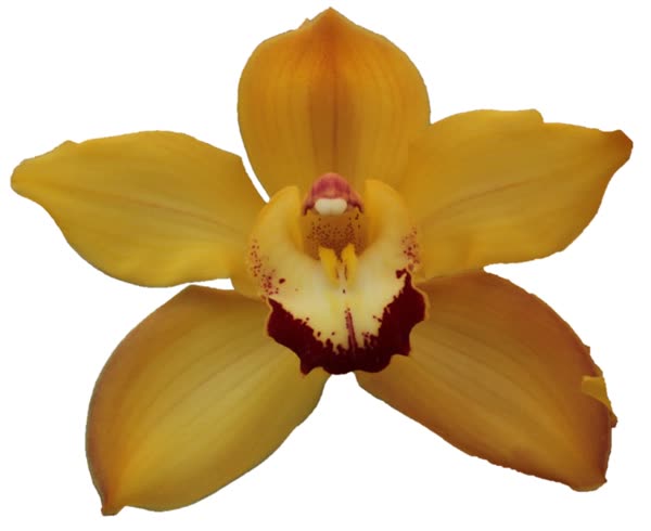 Cymbidium large flowered SUSAN, foto 4