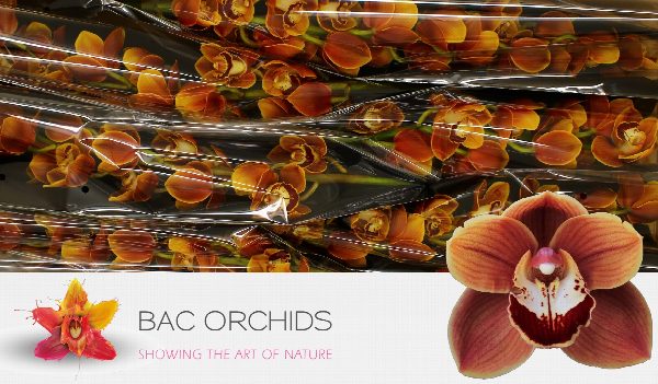 Cymbidium large flowered RENE S WISH, foto 4
