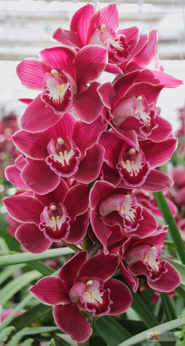 Cymbidium large flowered HENRIETTE, фото 2