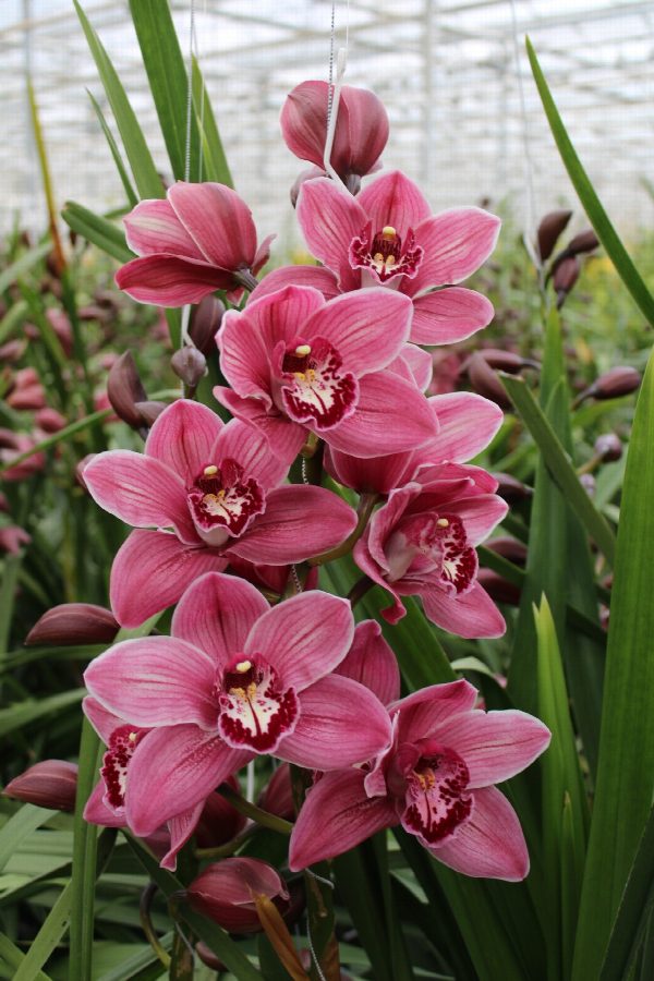 Cymbidium large flowered CYMB T