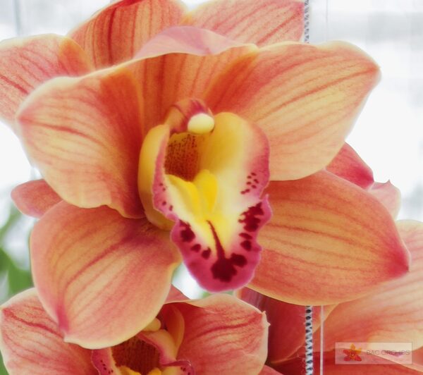 Cymbidium large flowered TREASURE, foto 2
