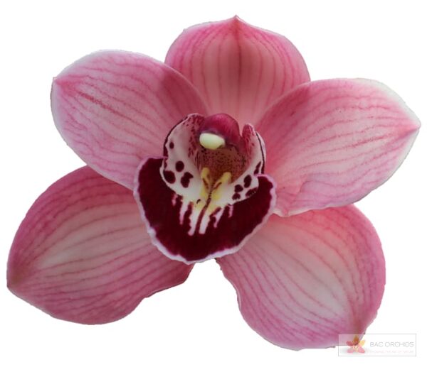 Cymbidium large flowered LAZISE
