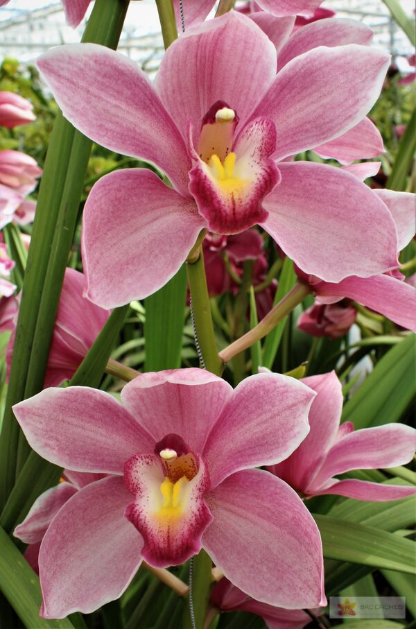 Cymbidium large flowered RUBY ROSE, foto 3