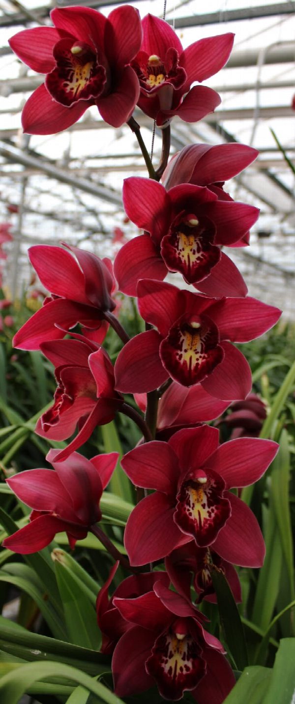 Cymbidium large flowered RISTO, foto 2