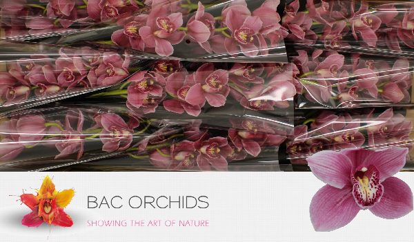 Cymbidium large flowered AUS PINK, photo 5
