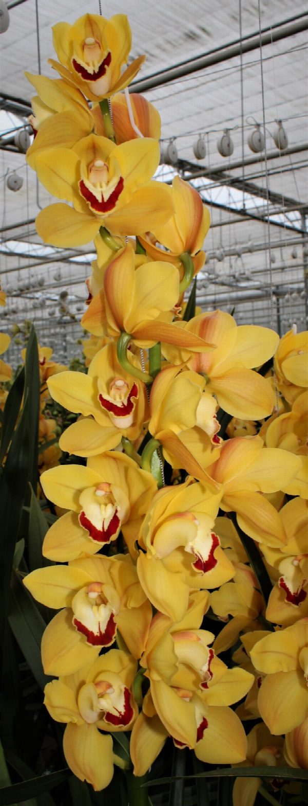 Cymbidium large flowered MISS SAIGON, foto 5