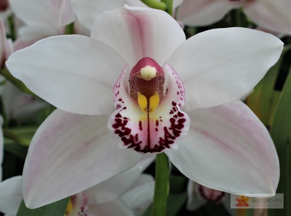 Cymbidium large flowered WESTERN ROSE, foto 2