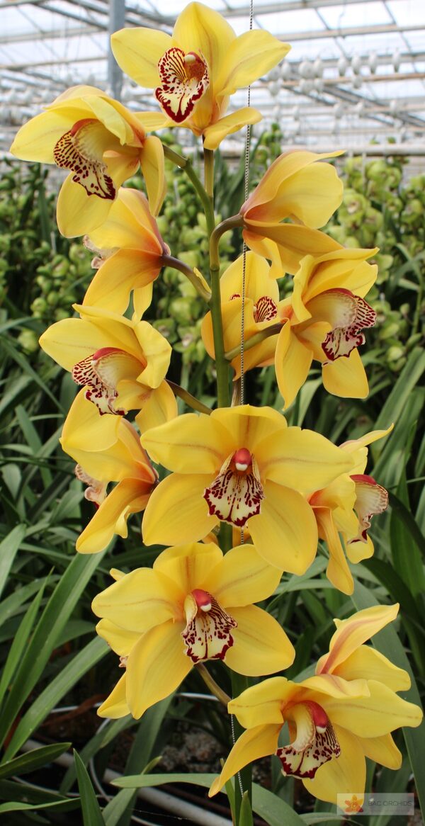 Cymbidium large flowered LA VIE STELLA, photo 5