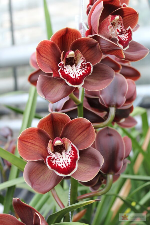 Cymbidium large flowered CYM T Vulcano, foto 4
