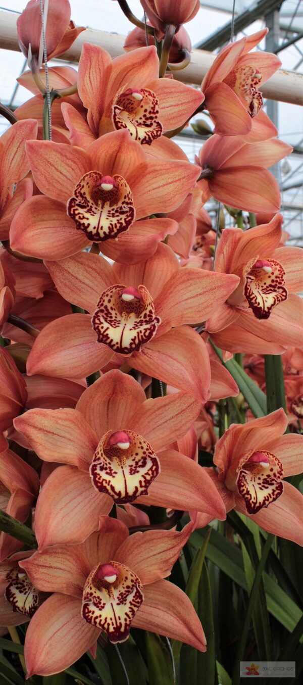 Cymbidium large flowered BROWNY, foto 5