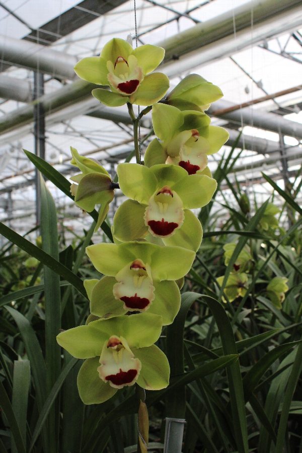 Cymbidium large flowered TOP SPOT, фото 4