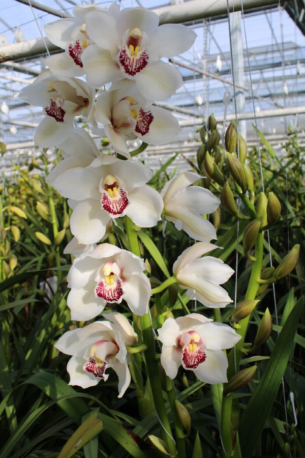 Cymbidium large flowered MELINE