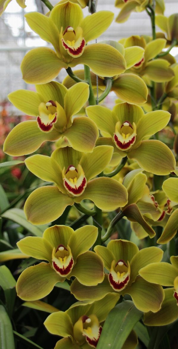 Cymbidium large flowered JUNGLE TRAIL, foto 5