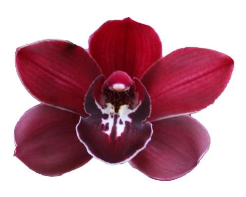 Cymbidium large flowered Cymb T Shirah, foto 2